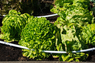 heads of lettuce in the garden bed outdoor on a sunny day