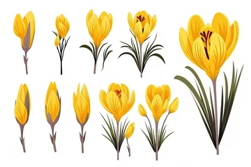 Gordijnen Yellow crocus flower on white background © VolumeThings