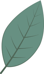 Green leaf element,  nature element vector icon