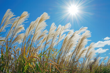 Obraz premium Landscape photography pampas grass shining in the sun , autumn-like sky , picnic weather , feeling of excitement.