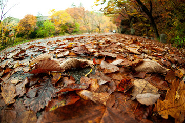 Orange and maple leaves in the autumn morning laid on the floor.