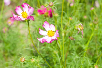 Fototapeta premium The beauty of the flowers.