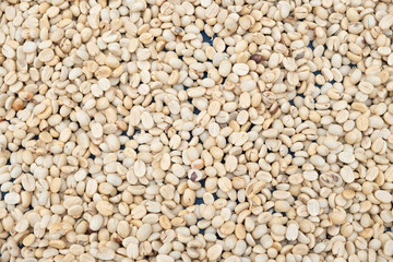 Cream-colored coffee beans are dried on a blue net.