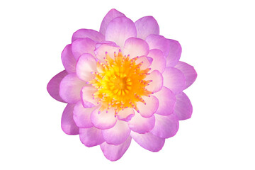 Beautiful Nymphaea 'Queen Sirikit' as white background picture.flower on clipping path.