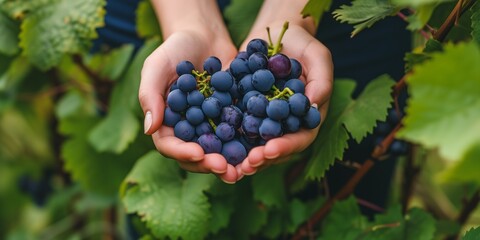 person picking grapes