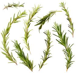 rosemary leaf, herb for steak, food, nature green, PNG file isolated background.