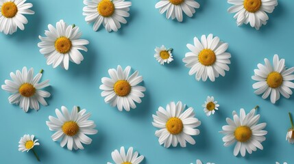 Daisy pattern. Flat lay spring and summer chamomile flowers on a blue background. Repetition...
