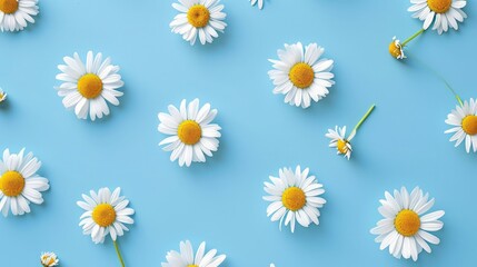 Daisy pattern. Flat lay spring and summer chamomile flowers on a blue background. Repetition concept. Top view