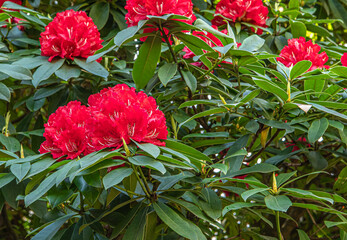 Red Rhododendron in bloom (Rhododendron arboreum). Close up