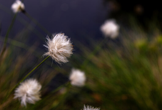 Arctic cotton grass (Eriophorum callitrix) flowering.
