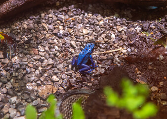 Tintoria Poison Dart Frog (Dendrobates tinctorius azureus). poisonous frog