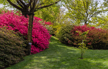 Silvestre rhododendron garden in spring. Azaleas. Blooming rhododendrons