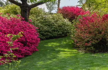 Keuken spatwand met foto Silvestre rhododendron garden in spring. Azaleas. Blooming rhododendrons © lorenza62