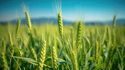 green wheat field in summer