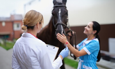 Two veterinarians conduct medical examination of thoroughbred horse. Animal test tube concept