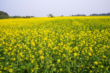 Beautiful Floral Landscape View of Rapeseed  in a field with blue sky in the countryside of Bangladesh