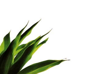 Fototapeta premium The white background in the picture is the long, oval green leaves of an ornamental plant. The long, oval-shaped leaves are used to decorate vases.