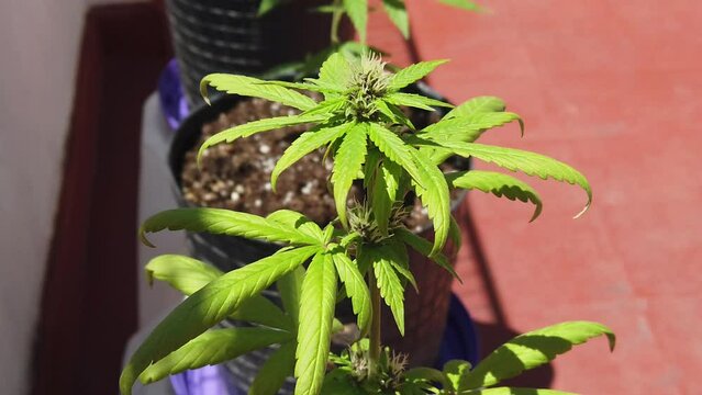 Close up shot autoflowering marijuana plants on sunny balcony starts to flower
