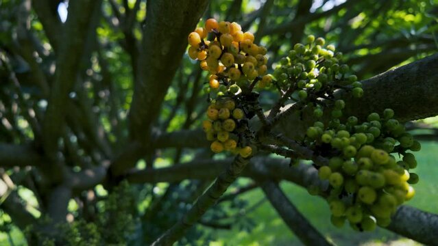 clusters of yellow and green berries growing on a tree