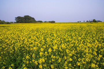 Fototapeta premium Beautiful Floral Landscape View of Rapeseed in a field with blue sky in the countryside of Bangladesh