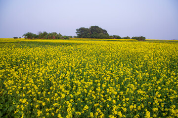 Beautiful Floral Landscape View of Rapeseed  in a field with blue sky in the countryside of Bangladesh