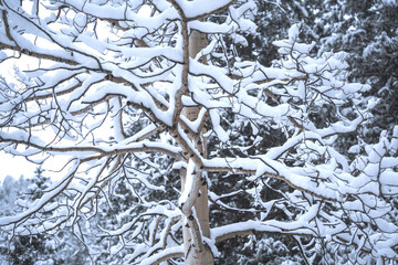 Closeup Aspen tree with branches covered in fresh fallen snow in winter Colorado