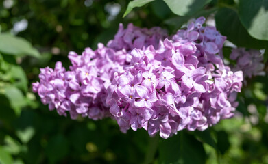 Blooming lilac trees close up, spring.