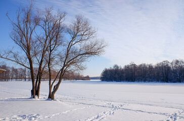 bushes and tree branches covered with snow, winter landscape close-up