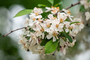 White flowers of fruit trees in spring nature.