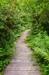 Black Moshannon State Park, in Pennsylvania