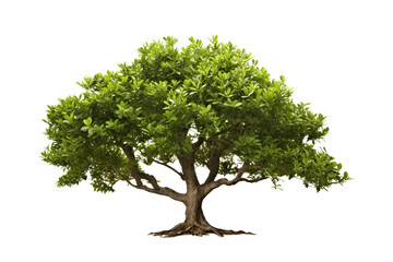 Bay Tree Isolated on Transparent Background