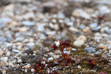 minuscule fleur au milieu de cailloux et de mousse