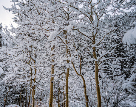 Aspen grove colony of trees in winder with branches covered in fresh fallen snow in wilderness in winter Colorado
