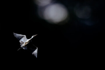A heron flying in the moonlight. Dark nature background. 