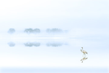 A mystical, quiet and serene landscape. An aesthetic foggy nature photograph. 