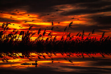 Birds flying in a wonderful sunset view. Sunset nature background. 