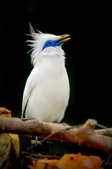 bali myna