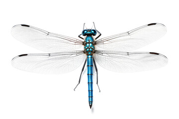 Blue Damselfly Isolated on Transparent Background