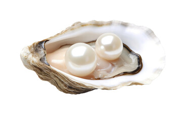 Stylish Pearl Oysters - obrazy, fototapety, plakaty