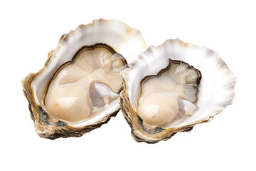 Beautiful Pearl Oysters - obrazy, fototapety, plakaty