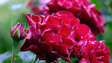 雨に濡れた【雫】の赤い薔薇です