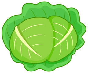 Green cabbage vegetable illustration. Cabbage for farm market, vegetarian salad recipe design.