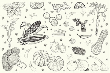 Hand-drawn organic vegetable icon pack