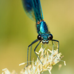 Closeup portrait of a male Banded Demoiselle sitting on grass