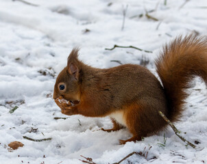 Hungry little scottish red squirrel with a nut in the snow in winter