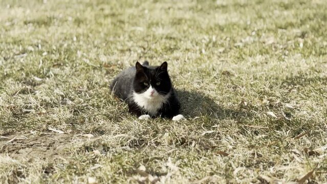 Stray black cat resting on the lawn