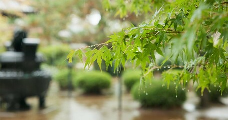 Trees, leaves and rain in park or Japanese garden for forest nature in Tokyo for plants...