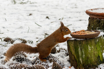 Hungry little scottish red squirrel in the snow in winter in the woodland eating peanuts from a dish