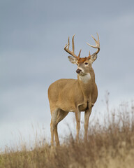 Majestic Whitetail Deer buck stands atop a ridge with an overcast sky behind him - obrazy, fototapety, plakaty