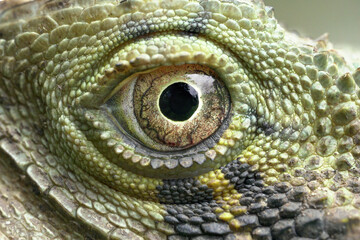 Obraz premium Lizard eyes